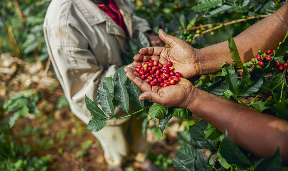 African worker is gathering coffee beans on plantation in bushy