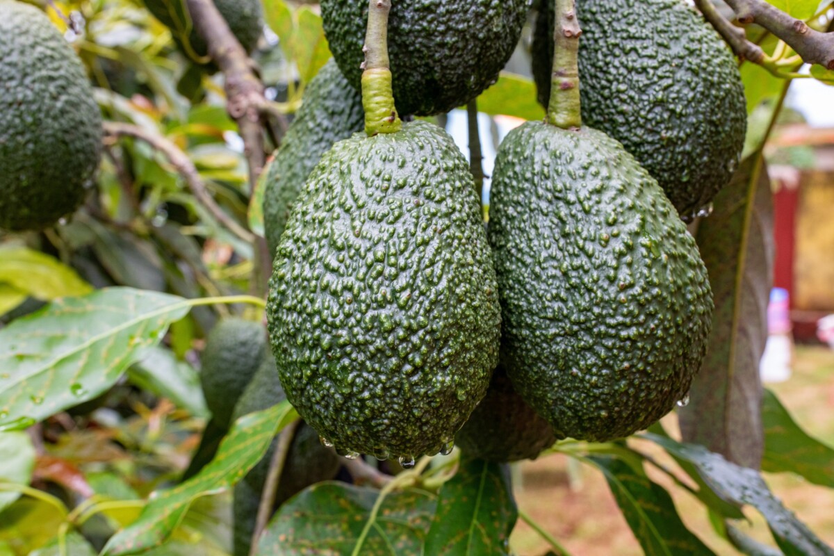 Hass,Avocado,Is,A,Popular,Cultivar,Known,For,Its,Distinctive