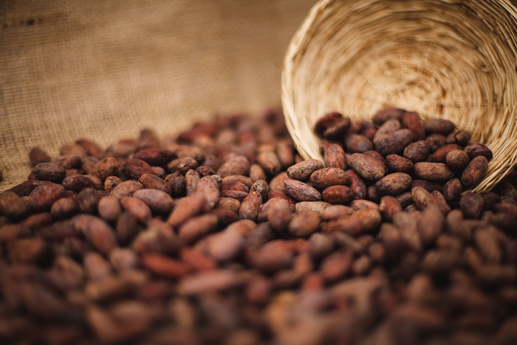 cacao-prensa-3-adex