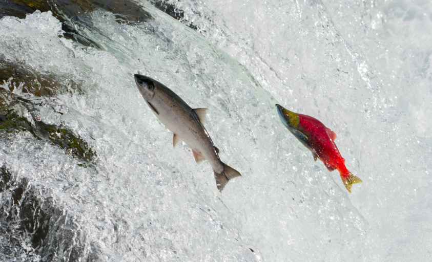 SALMON_ROJO