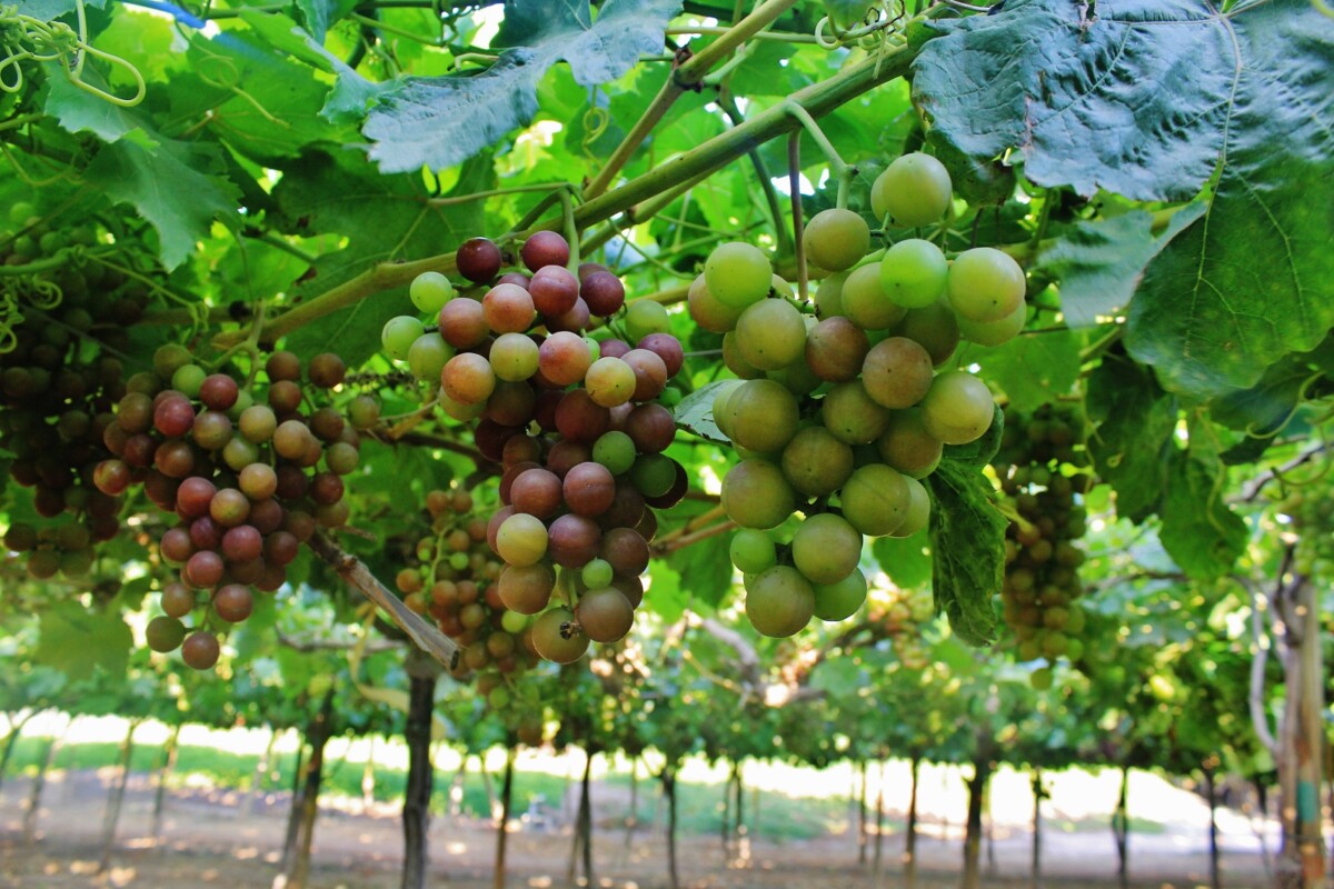 Uva-ADEX-prensa-plantación-13