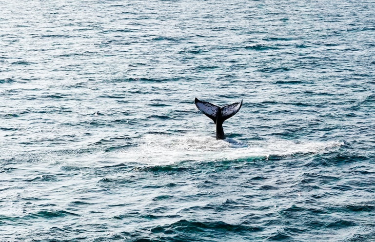 Ballenas