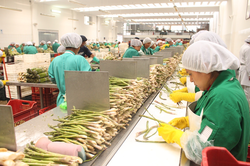 ADEX-agroexportaciones-esparragos
