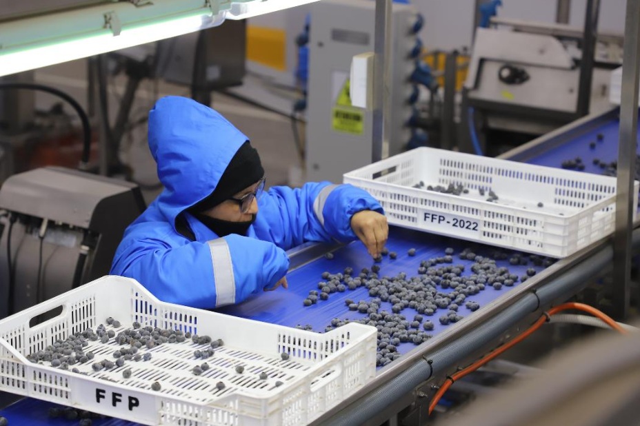 Exportaciones peruanas crecieron 34,3% entre enero y agosto: superaron los US$74.000 millones