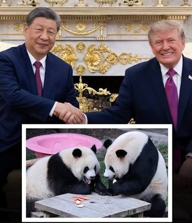 Xi Jinping Trump y Pandas